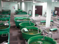 Главный павильон Главный павильон