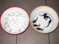 Личинки сома по двух днях (слева) и после одного месяца интенсивного подращивания Личинки сома по двух днях (слева) и после одного месяца интенсивного подращивания