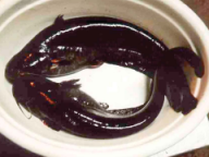 Эффект годичного откармливания сома от личиночной стадии до товарной рыбы (со средней массой около 1,3 кг) Эффект годичного откармливания сома от личиночной стадии до товарной рыбы (со средней массой около 1,3 кг)