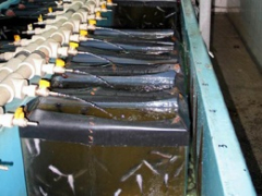 Емкости для выращивания личинок Емкости для выращивания личинок