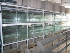 Инкубация икры Инкубация икры