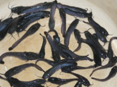 Сортировка личинок Сортировка личинок