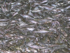 Выращивание личинок Выращивание личинок