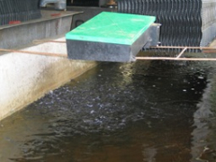 Выращивание личинок Выращивание личинок