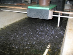 Выращивание мальков Выращивание мальков