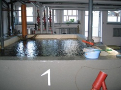 Выращивание мальков Выращивание мальков