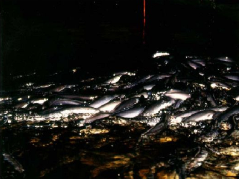 Кормление угря Кормление угря