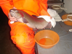 04_3.jpg взятие икры радужной форели